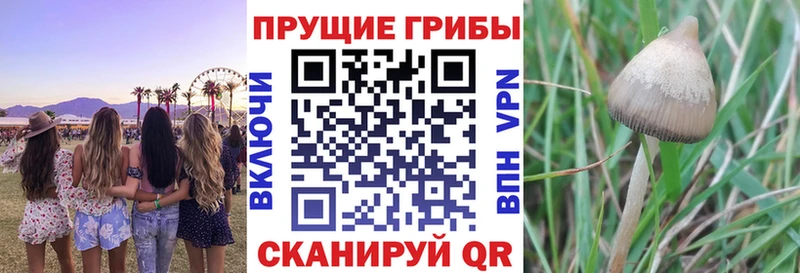 Галлюциногенные грибы Cubensis  Купить где  Горнозаводск 